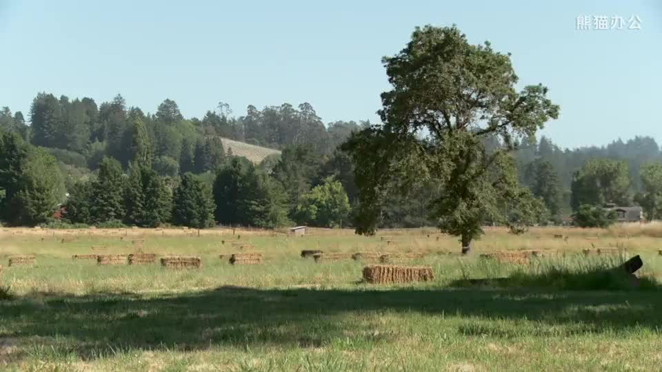 田阳税务：税惠助力“秋天的第一杯奶茶”飘香全国